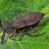 Splestule blativa - Zebetin 0344